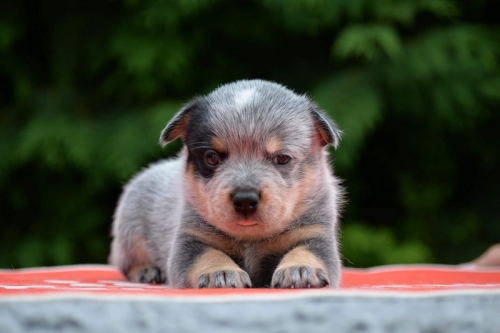 HARLEY DAVIDSON - male - 4,5 weeks old